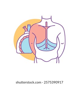 Informative Representation of Diaphragm Anatomy