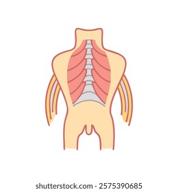 Informative Representation of Erector Spinae Anatomy