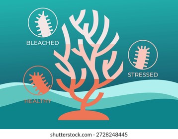 Informative underwater illustration comparing healthy, stressed and bleached coral states. Clean vector design and clear visual structure make it suitable for infographics, educational materials, scientific communication and environmental presentations. The image highlights the impact of climate change on coral reefs and marine biodiversity in a simple and accessible visual form.