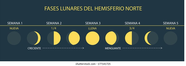 Informative Vector Illustration of Moon Cycles - Northern Hemisphere (Spanish)