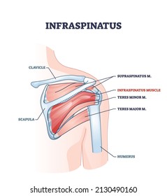 infraspinatus muscle and bone skeletal structure in human shoulder outline diagram. Labeled educational scheme with supraspinatus, teres minor and major inner physical body parts vector illustration.