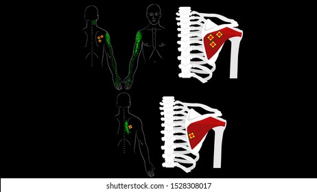 Infraspinatus muscle. The deep muscles of the arm. Trigger points and pain in the arm and shoulder blade. The structure of the muscles of the hands. Vector image on a black background.