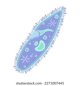 Infusoria aislada en blanco. Ilustración vectorial Paramecio. Infografía Ciliophora