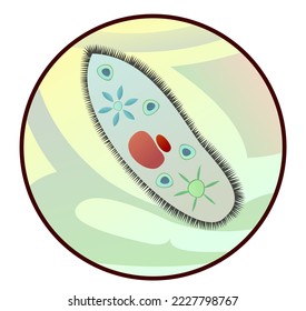 El zapato de Infusoria en ampliación a través del microscopio. Biología unicelular. Imagen de ciencia. Estudio de células vivas de plantas, animales y humanos. Aislado sobre fondo blanco. Vector