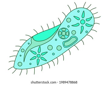 Infusoria slipper - vector full color illustration. Infusoria slipper with organelles is a unicellular microorganism - a representative of the microworld.