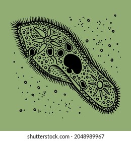 Infusoria slipper vector illustration. Bacteria and dirt