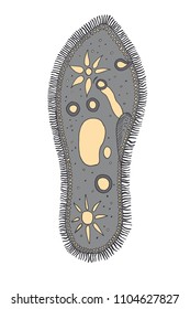 Infusoria slipper vector illustration. Microorganisms and bacteria.