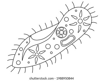 Unicellular Images, Stock Photos & Vectors | Shutterstock