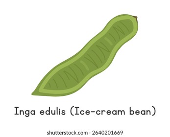 Inga edulis flat vector illustration. Green inga edulis or ice-cream bean cartoon clipart style isolated on white background. Also known as ice-cream-bean, joaquiniquil, cuaniquil guama, guaba