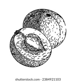 ingredient amla hand drawn. fresh vegetarian, amla ripe, herbal phyllanthus ingredient amla vector sketch. isolated black illustration