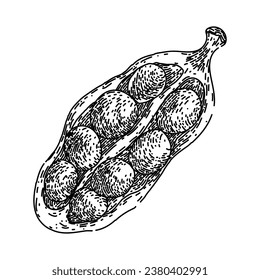 ingredient cardamom hand drawn. green spice, dry natural, seasoning plant ingredient cardamom vector sketch. isolated black illustration