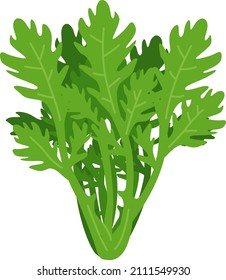 Ingredient illustration of vegetable garland chrysanthemum.