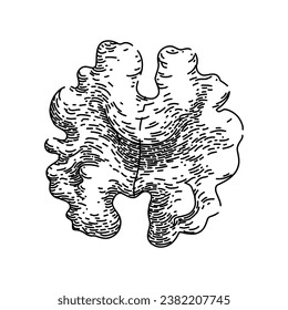 ingredient walnut hand drawn. raw kernel, group heap, seed walnuts ingredient walnut vector sketch. isolated black illustration