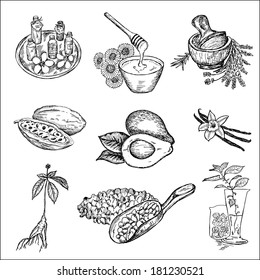 the ingredients for cosmetics. set of vector sketches