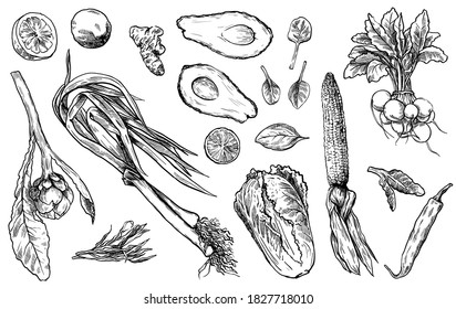 ingredients for preparing various dishes and table setting. natural products. set of sketches on a white background