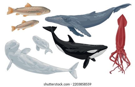 Inhabitants of cold seas and oceans. Blue whale, beluga, killer whale, giant squid and arctic fish. Wild animals. Vector illustration isolated on a white background.