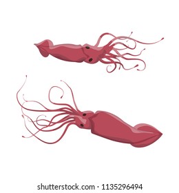 Inhabitants Of Cold Seas And Oceans. Giant Red Arctic Squid. Wild Animals. Vector Illustration Isolated On White Background.