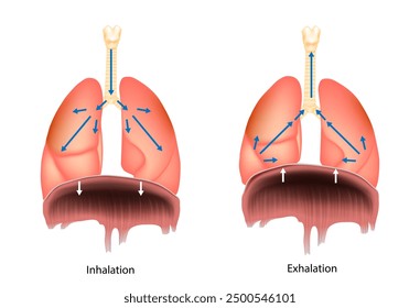 Inhalación y exhalación. Proceso de respiración. Sistema respiratorio Diafragma.  Inhalar y exhalar. Ilustración médica.