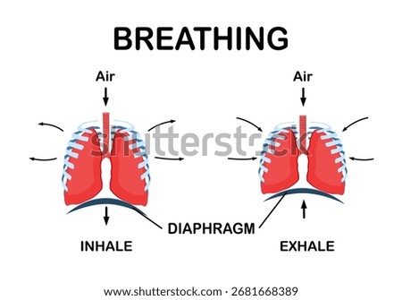 Inhalation and Exhalation. Breathing process. Respiratory system Diaphragm. Breathing in and Breathing out. Medical illustration.