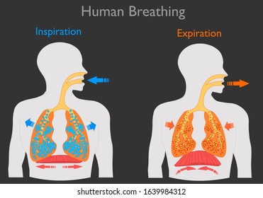 Inhalation exhalation. Human Breathing. Inspiration, lungs swell, diaphragm flattens. Expiration lung goes out, diaphragm becomes oval Respiration system. Movement diaphragm. Dark black back Vector