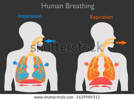 Inhalation exhalation. Human Breathing. Inspiration, lungs swell, diaphragm flattens. Expiration lung goes out, diaphragm becomes oval Respiration system. Movement diaphragm. Dark black back Vector Stock foto © 