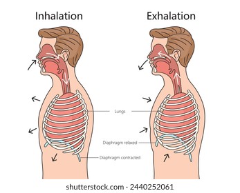 Inhalation and Exhalation process respiratory system side view structure diagram hand drawn schematic vector illustration. Medical science educational illustration