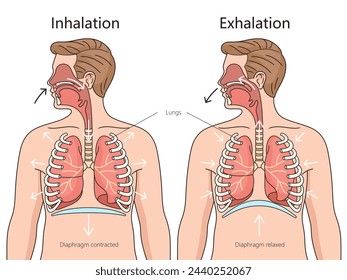 Ein- und Ausatmungsprozess Atemsystem Frontalansicht Strukturdiagramm Handgezeichnete schematische Vektorgrafik. Medizin-Bildungs-Illustration