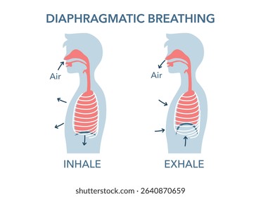 Inhalation and Exhalation process respiratory system side view structure diagram schematic vector illustration. Medical science educational illustration