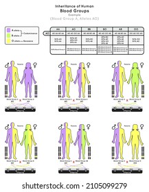 Inheritance Of Human Blood Group A Infographic Diagram Example Alleles AO Parent Probabilities Offspring Type Percentage Heredity Genetic Science Education Gene Biology Medical Medicine Vector