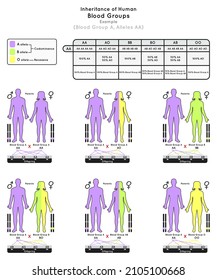 Inheritance Of Human Blood Group A Infographic Diagram Example Alleles AA Parent Probabilities Offspring Type Percentage Heredity Genetic Science Education Gene Biology Medical Medicine Vector