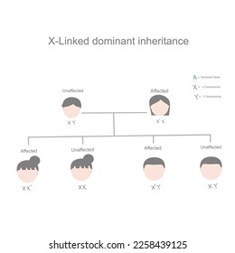 The inheritance pattern diagram of X- linked dominant that showing of dominant gene mutation passing from parent to children.