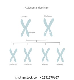 The inheritance pattern or pedigree of autosomal dominant inherits or carry the abnormal gene from the parent to child.