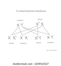 Das Vererbungsmuster von X-Linked-dominant, das das Mutationsgen vom Elternteil zum Kind trägt und in x- und Y-Chromosomenmustern von (unberührt, befallen und getragen) darstellt