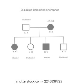 The inheritance pattern of  X-Linked dominant that showing the dominant gene (mutation) were inherited from parent to child.