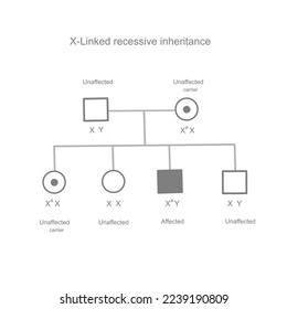 The inheritance pattern of X-Linked recessive that carrying the mutation gene from parent to child and inherited genetic pattern of disorder phenotype : unaffected, affected and carried