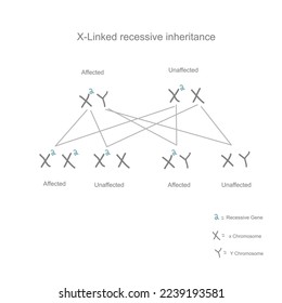 The inheritance pattern of X-Linked recessive (unaffected, affected and carried) that inherited mutation gene from parent to child