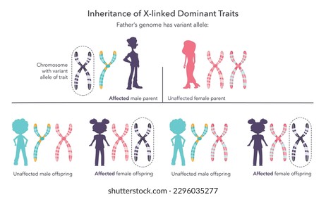 Vererbung von X verknüpften genetischen Merkmalen wissenschaftlicher infografischer Vektorgrafik