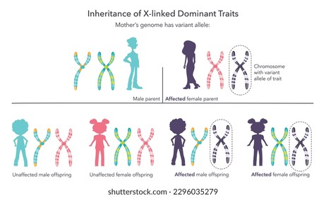 Inheritance of X linked genetic traits scientific infographic vector illustration