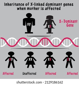 Inheritance Of X-linked Recessive Genes