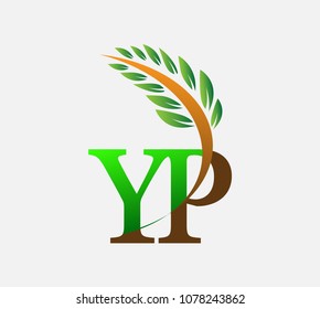 initial letter logo YP, Agriculture wheat Logo Template vector icon design colored green and brown.