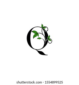 Initial Letter Q logo icon.  Design concept Nature green leaves with letter logo icon black color.