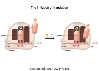 The initiation of translation concept. tRNA bearing first amino acid of polypeptide.