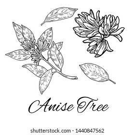 Ink Anise Tree hand drawn set. Retro botanical line art. Medical herb and spice. Vintage raw Badyan branch with flowers and leaves. Herbal vector illustration isolated on white background