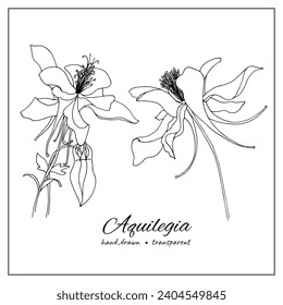 Ink aquilegia flowers. Hand-drawn columbine flower illustration. Botanical illustration of summer wildflower for coloring books, decoration, design.