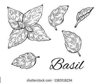 Ink Basil hand drawn set. Retro botanical line art. Medical herb and spice. Vintage raw basil. Herbal vector illustration isolated on white background