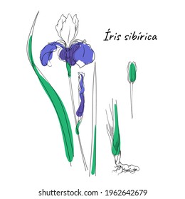 Ink, black and white iris flowers with colored shapes. Hand drawn botanical flower illustration with leaves and roots. Line sketch. Vector illustration