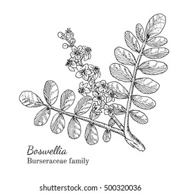 Ink boswellia herbal illustration. Hand drawn botanical sketch style. Absolutely vector. Good for using in packaging - tea, condinent, oil etc - and other applications