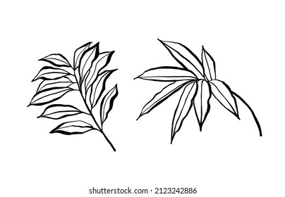 Ink botanische Elemente. Skizzenhafte Laubzeichnung. Einzeln auf weißem Hintergrund.