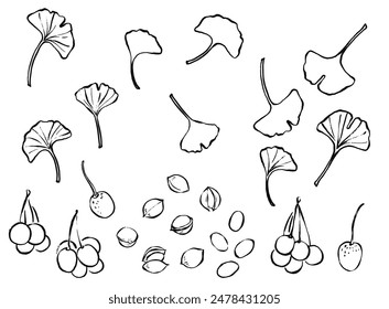 Ink and Brush Stroke Ginkgo Leaves and Ginkgo Nuts Line Drawing Illustration Set
