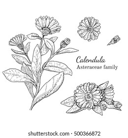 Ink calendula herbal illustration. Hand drawn botanical sketch style. Absolutely vector. Good for using in packaging - tea, condinent, oil etc - and other applications
